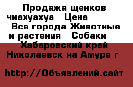 Продажа щенков чиахуахуа › Цена ­ 12 000 - Все города Животные и растения » Собаки   . Хабаровский край,Николаевск-на-Амуре г.